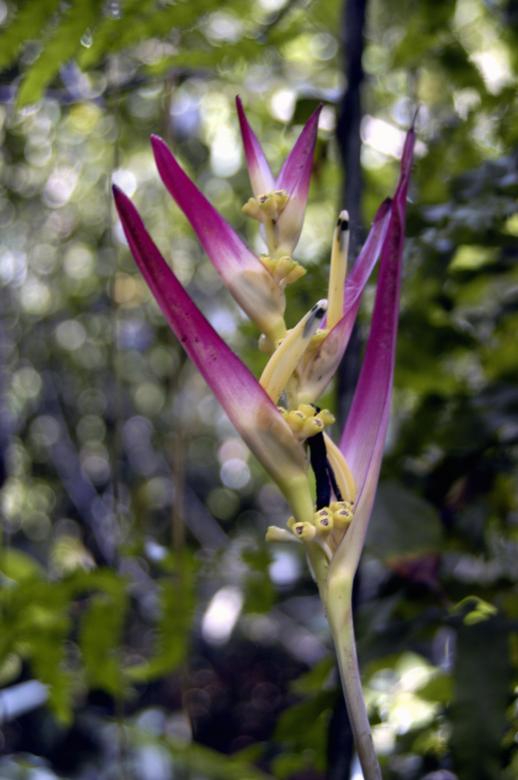 Free stock image of Bananeira-de-jardim created by Paulo Pedro P R Costa