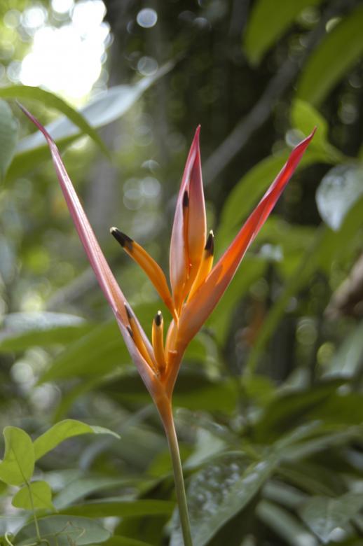 Free stock image of Bananeira-de-jardim created by Paulo Pedro P R Costa