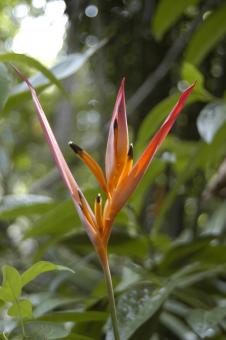 Bananeira-de-jardim