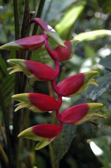 Heliconia longissima