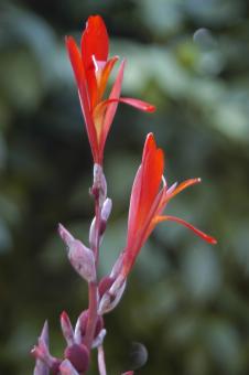 Canna indica,flower