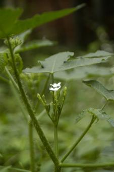 CansanCAo