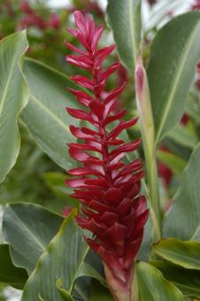 Alpinia purpurata