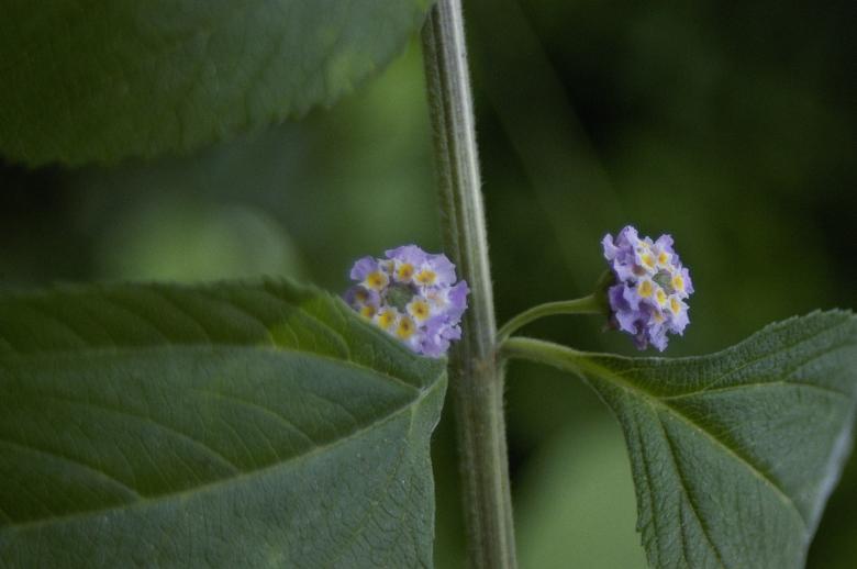 Free stock image of Lippia alba created by Paulo Pedro P R Costa