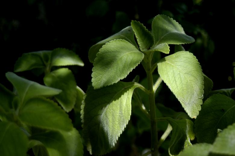 Free stock image of Tapete-de-oxalá  created by Paulo Pedro P R Costa
