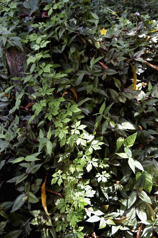 Free stock image of Momordica-charantia created by Paulo Pedro P R Costa