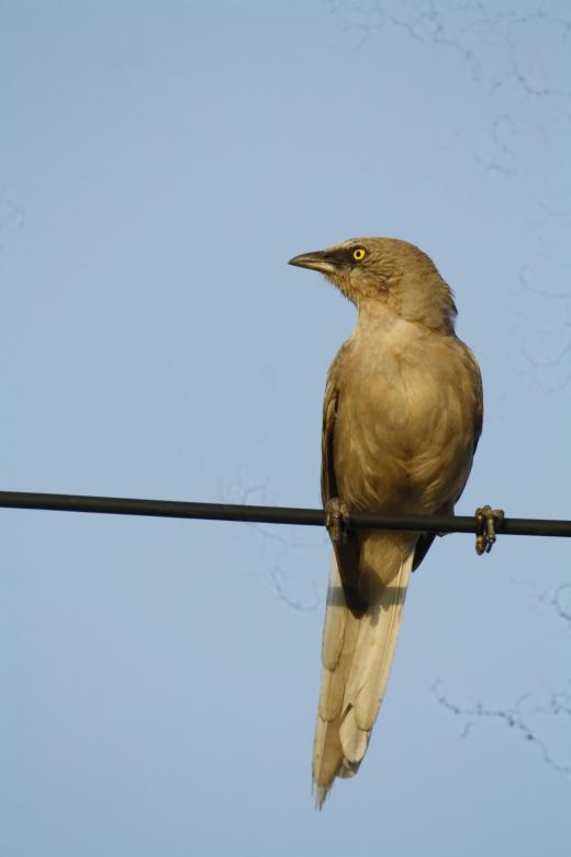 Free stock image of Striated Babbler created by sylvester alphonso