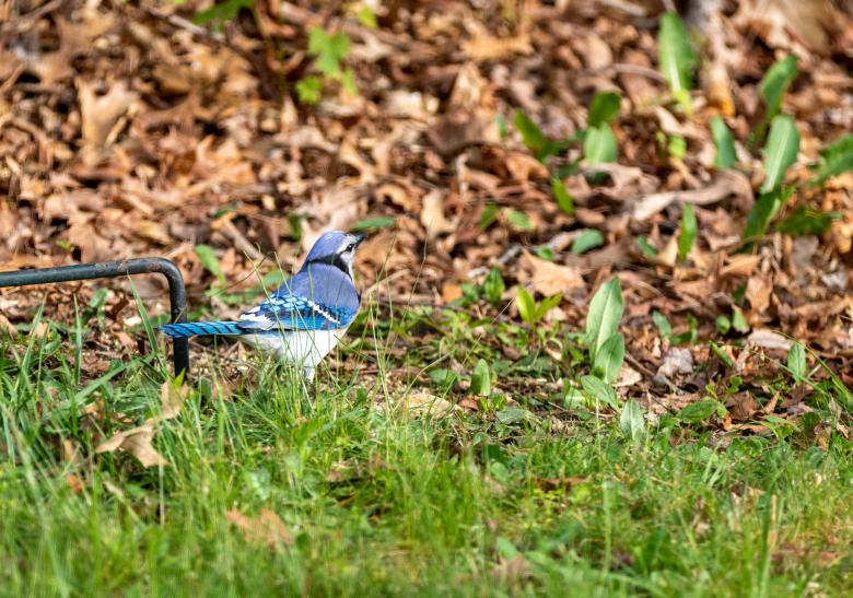 Free stock image of Bluebird  created by Vincent alvino