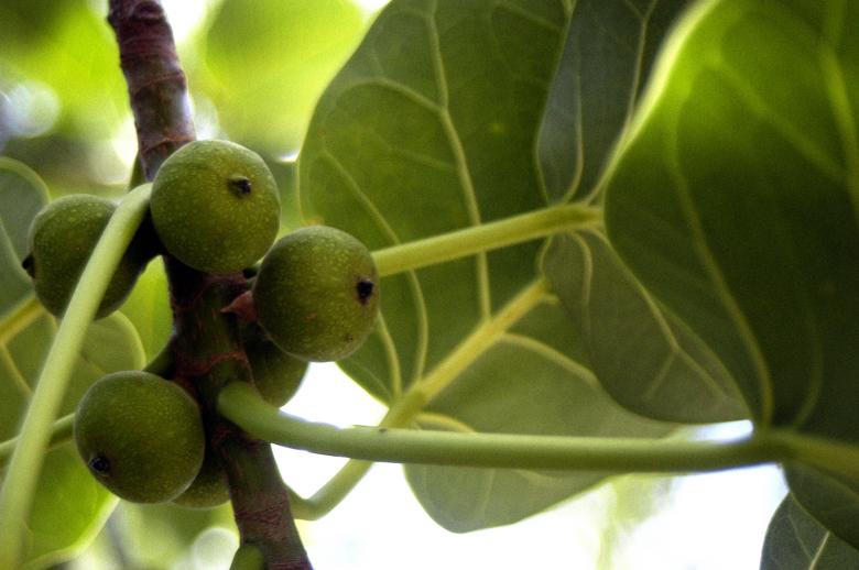 Free stock image of Apui-fruto created by Paulo Pedro P R Costa