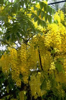 Acacia-amarela