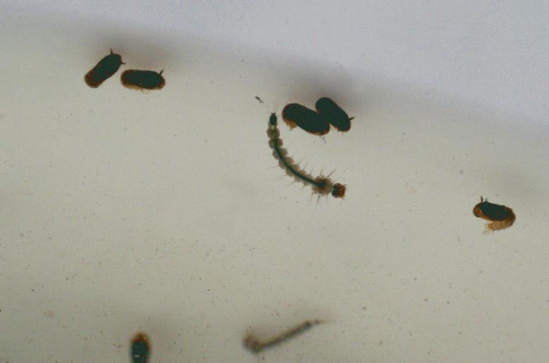 Free stock image of Aedes-aegyptiLarvae created by Paulo Pedro P R Costa
