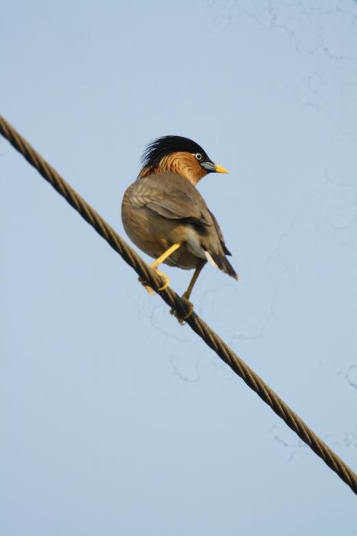 Free stock image of brahminy starling created by sylvester alphonso