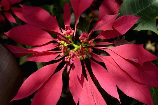 Poinsetia