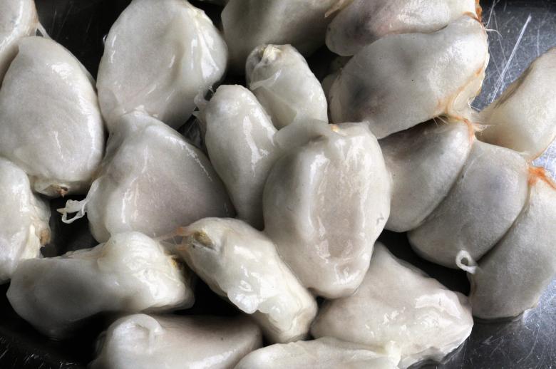 Free stock image of  Cacau created by Paulo Pedro P R Costa