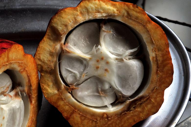 Free stock image of  Cacau fruit created by Paulo Pedro P R Costa