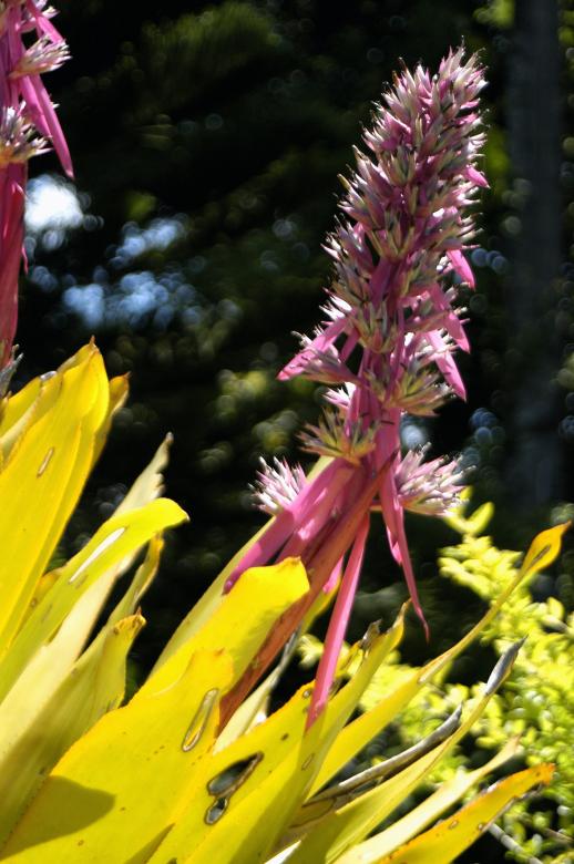 Free stock image of Bromelia created by Paulo Pedro P R Costa