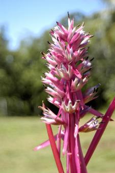 Exotic flower