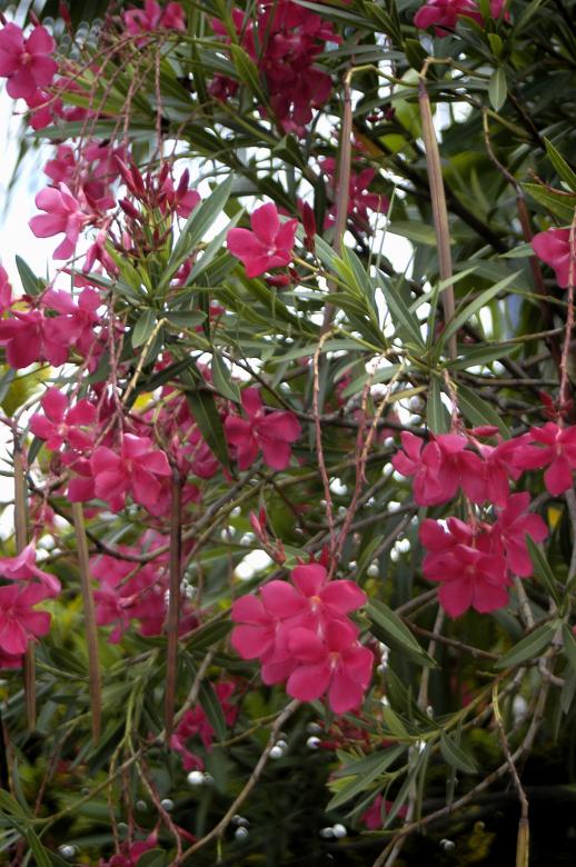 Free stock image of Wild flowers created by Paulo Pedro P R Costa