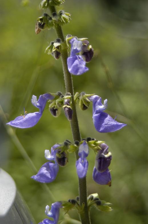 Free stock image of Purple flower created by Paulo Pedro P R Costa