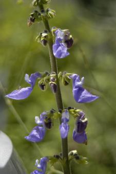 Purple flower