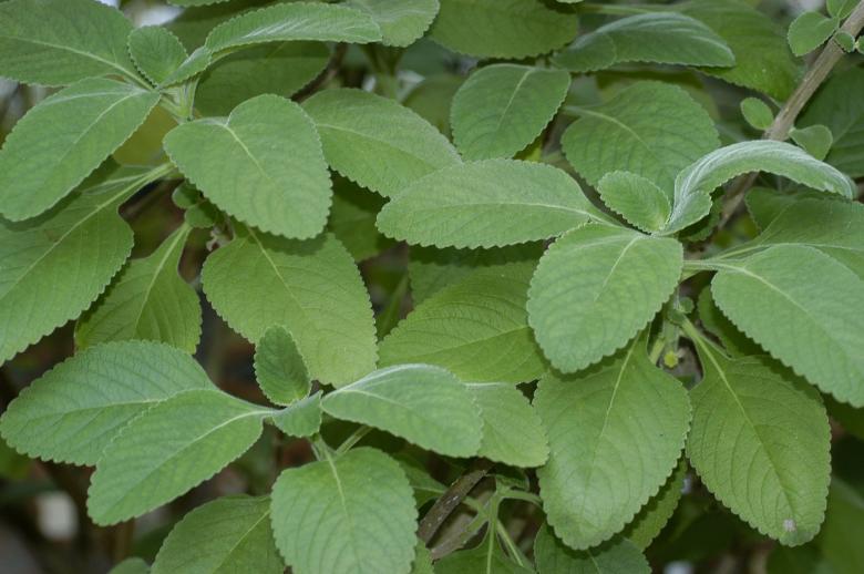 Free stock image of Green plant leaves created by Paulo Pedro P R Costa