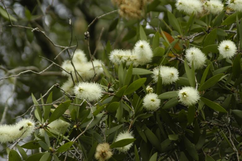 Free stock image of Melaleuca created by Paulo Pedro P R Costa