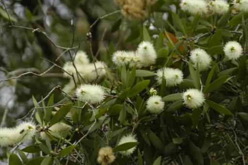 Melaleuca
