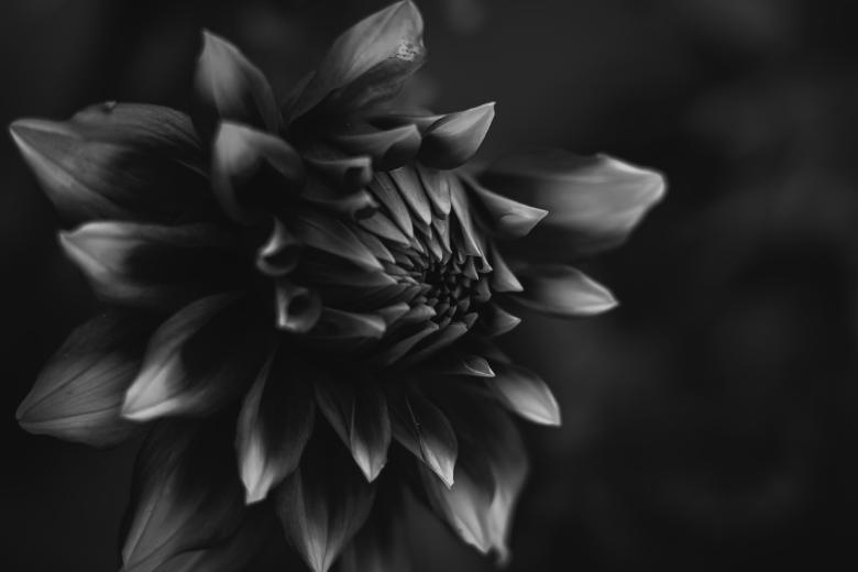 Free stock image of Black and White Dalia created by Kabiur Rahman Riyad