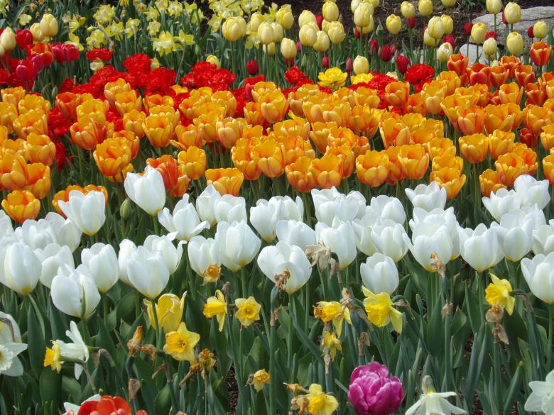Free stock image of  Flower Wallpaper HD created by Mq Best Visual Arts