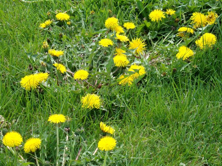 Free stock image of Yellow May Flowers created by Mq Best Visual Arts