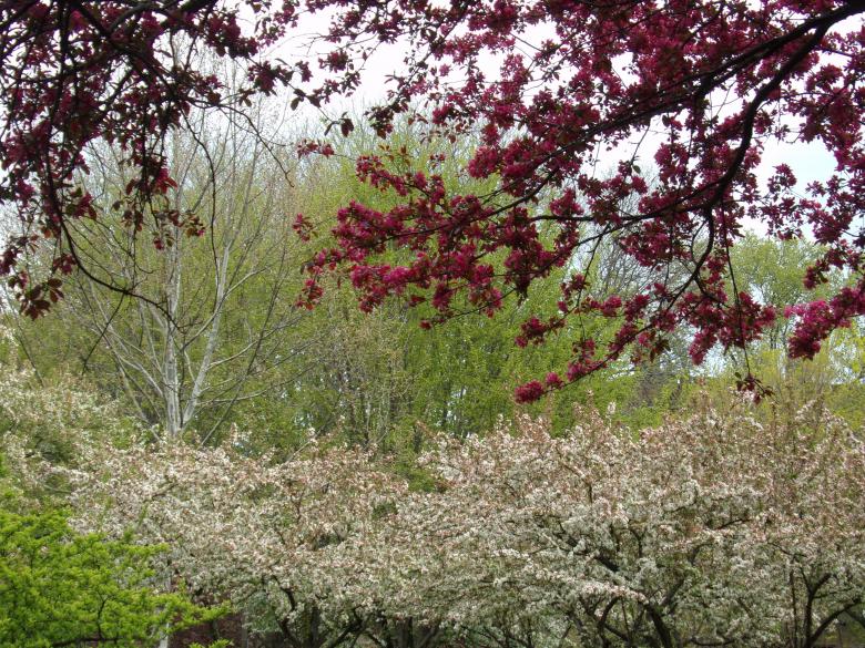 Free stock image of Spring Trees created by Mq Best Visual Arts