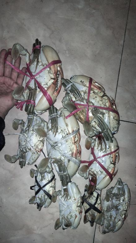 Free stock image of Caught crabs fishing created by Apri yana