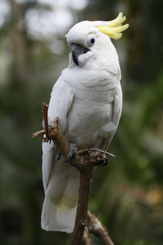 Free stock image of Triton cockatoo created by sylvester alphonso