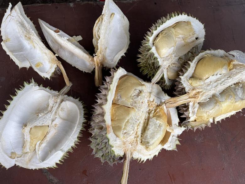 Free stock image of High angle view of durian on table created by Ghassani Ghina Amirah