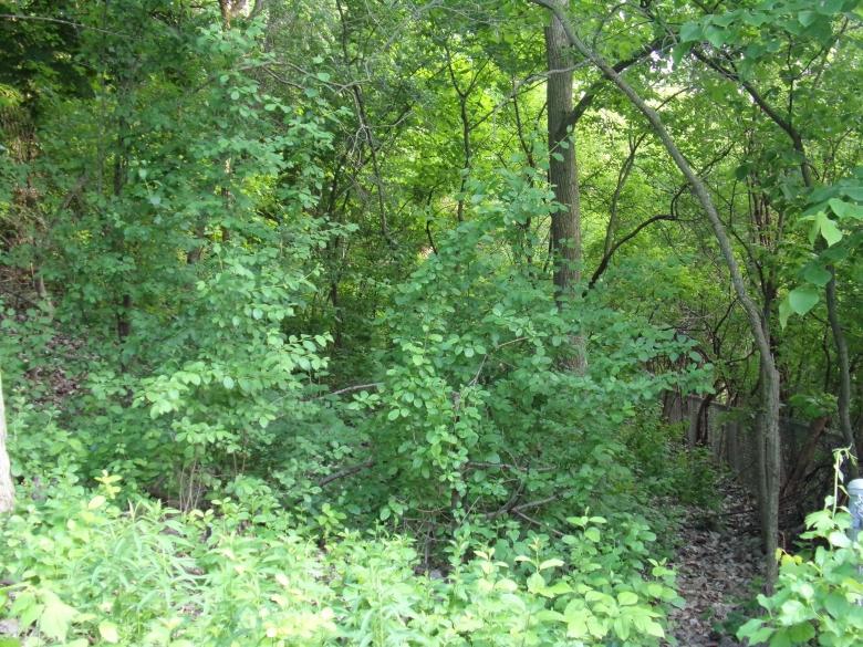 Free stock image of Forest View created by Mq Best Visual Arts