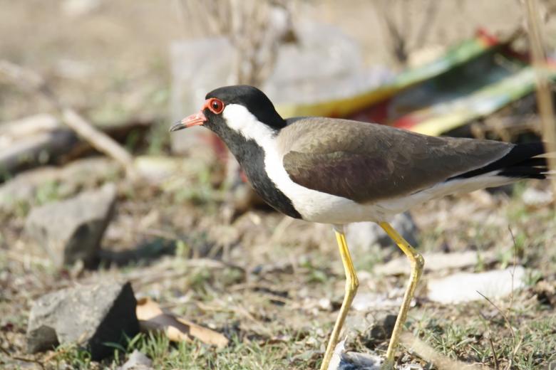 Free stock image of Red wattled lapwing created by sylvester alphonso