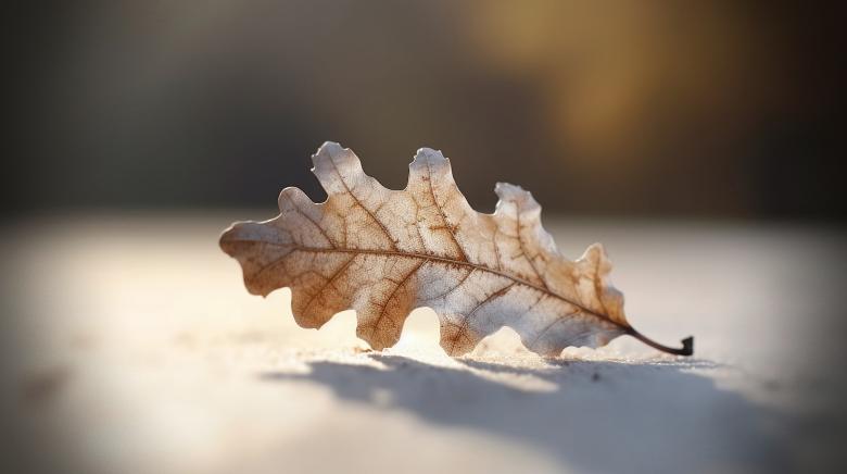 Free stock image of Natural Contrast created by sahel omar