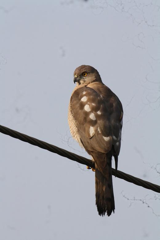 Free stock image of Shikra created by sylvester alphonso