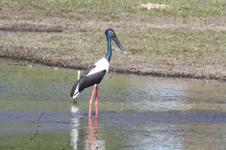 Free stock image of Black neck stork created by sylvester alphonso