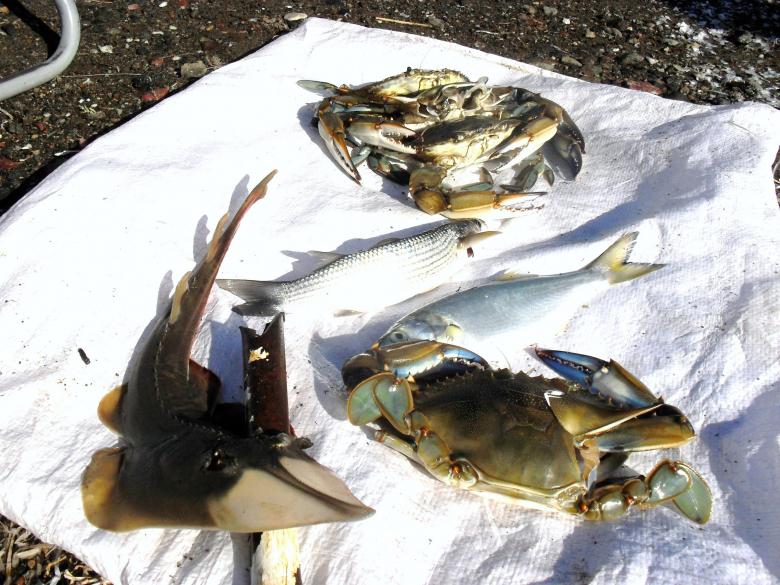 Free stock image of crabs and fish created by Nikolai Andreev