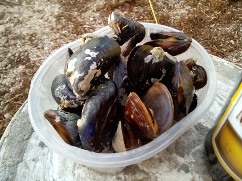 Free stock image of mussels created by Nikolai Andreev