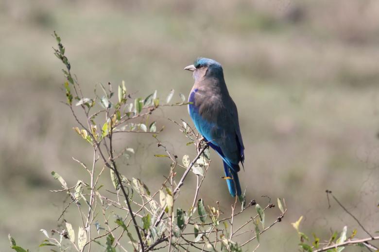 Free stock image of Indian roller created by sylvester alphonso