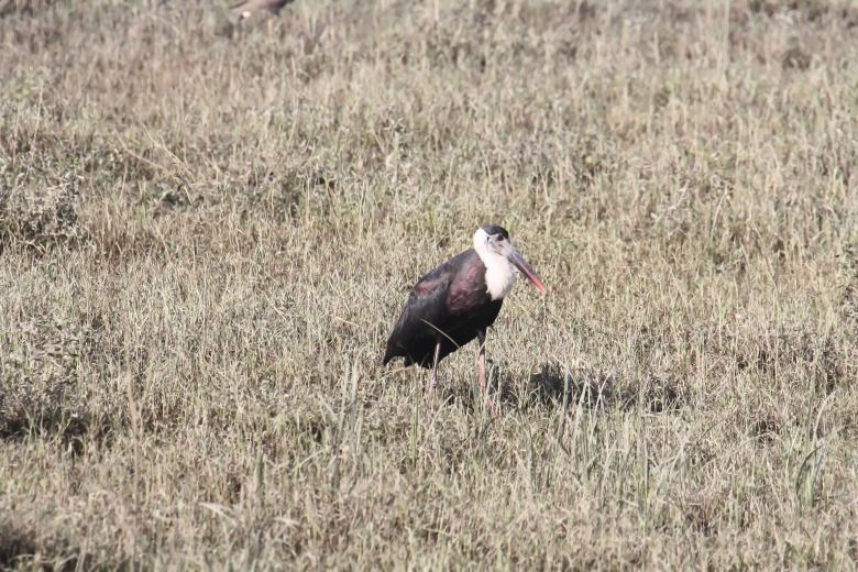 Free stock image of White neck stork created by sylvester alphonso