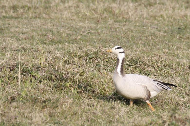 Free stock image of Bar headed goose created by sylvester alphonso