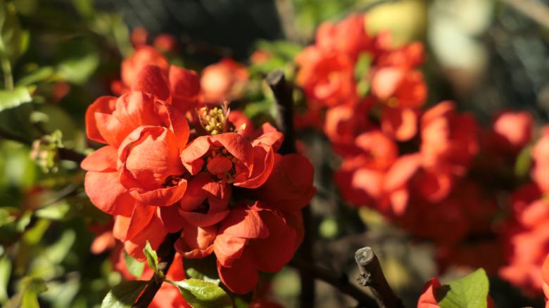Free stock image of Red flowers created by Margarita