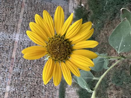 Free Stock Photo of Sunflower