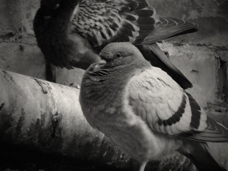 Free stock image of Wild birds created by aquantius