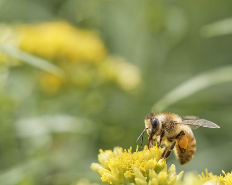 Free stock image of Honey bee collecting nectar created by Geoffrey Whiteway
