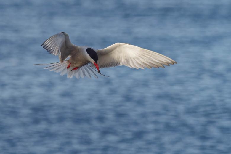 Free stock image of Common tern looking for food created by Geoffrey Whiteway