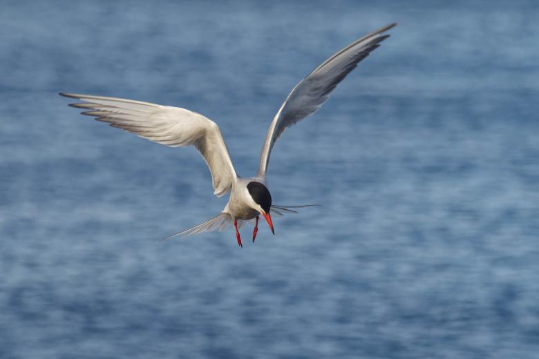 Free stock image of Common tern flying created by Geoffrey Whiteway